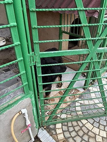 it ucun gene dermani: Çoban itiylə Alabayın qarışığıdır. 5 yaşı var. Yaxşı baxılıb — 3