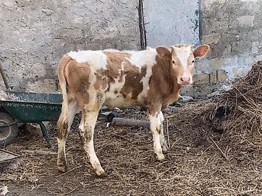 dana danq: Damazlıq Smental balasıdı dişidi . 6-aylıqdı. Qiymətin sonu malın — 1