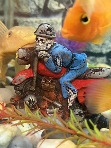 сколько стоит аквариум: Аквариум - 2 м ( 7,000 Манат Цена — 2