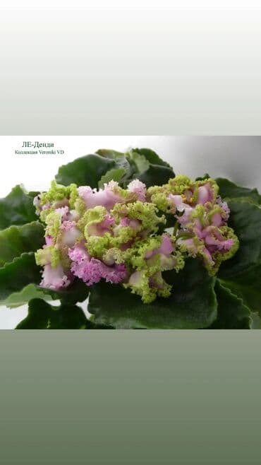 bənövşə gülü şəkilləri: Otaq bitkiləri — 8