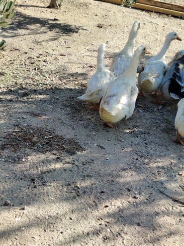 ördək neçə günə bala çıxarır: Sadəcə ağlar ördəkkər satılır 6 aylıqdır — 6