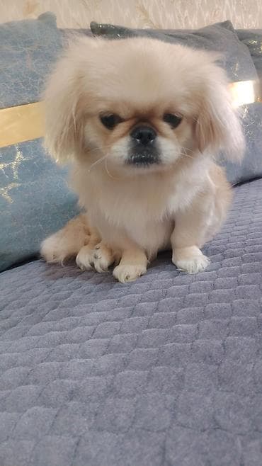 heyvan satışı: Pekines, 8 ay, Dişi, Ödənişli çatdırılma — 3