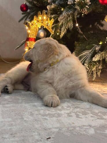 Opel: Ретривер, 1 месяц, Самец, С родословной, Самовывоз, Платная доставка — 4