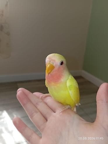geref qus: 🐦 Sevgi (nerazlucnik) papuqayı balaları satılır 🐣 1 ay yarımlıqdılar — 3
