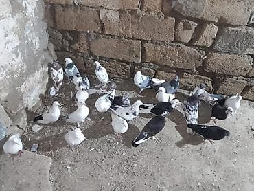 Məhsul: Ev göyərçinləri dəsti Təsvir: - Qarışıq rənglərdə və