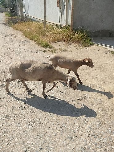 qoyun alıram: Ana balla sagllam heyvanlardi balasi. 6 aylgdi 7 aya kecib diwdi — 4