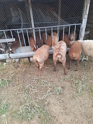 dovşan yemi: Qoyun-quzu sürüsü satılır - Fotoşəkillərdə görünən qarışıq rəngli — 1