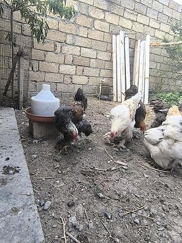 setter it cinsi: Satılır: lələkli ayaqlı yerli toyuq-xoruzlar (Brahma tipli) — 9