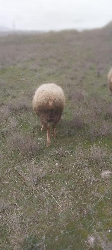 tap.az heyvanlar quba: Qoc 1 yaş yarımlıg, quzu 7 aylıg isdiyen burda yazsın — 6