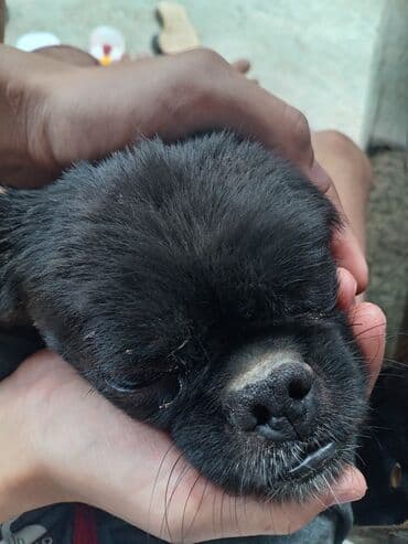 dişi itlər: Pekines, 2 il, Dişi, Cütləşmə üçün — 4