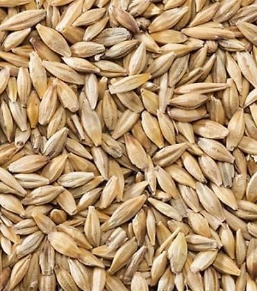 qara torpaq ve peyin: Arpa satılır. hələ biçilməyib, təxminən 12-15 ton məhsul olacaq in şə — 1