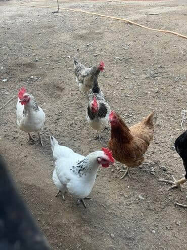 sudluk inekler satışı: Toyuq, Yumurtalıq, Ünvandan götürmə — 2