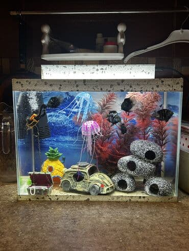 Heyvanlar üçün mallar: Dördbucaq akvarium, Balıqlarla birlikdə, 25 l — 1