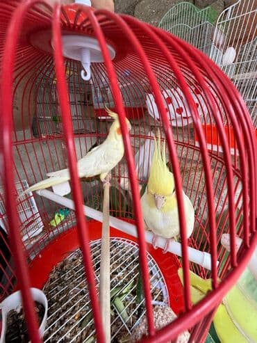 erkek papuqay adlari sa u ved 2ahukewimjzh3rkt8ahvxx4skhd8vaxyqfnoecaeqag usg aovvaw2hil44a28cmjmwibtj3at4: Korella danişan quşlar karella 8 ədəddi perlovka 4 dene ağlar 4 ədəd — 5