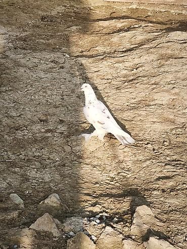 turnik burus: Iki erkək göyərçin oynaq sağlan heyvanlar — 2