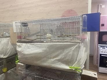 Geyimlər: Salam Terqizme quwlar ve qefes satilir 3 eded bolunen qefes — 5