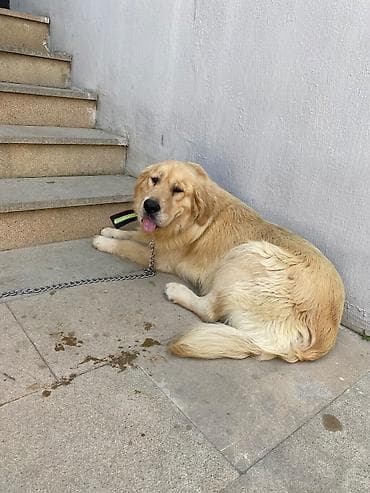 İtlər: Retriever, Erkek — 5