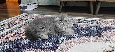 ev heyvan: Britan — 6