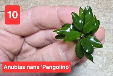 axolotl qiymeti: Müxtəlif Anubias növləri. Hər birinin qiyməti şəklin üzərindədir — 7