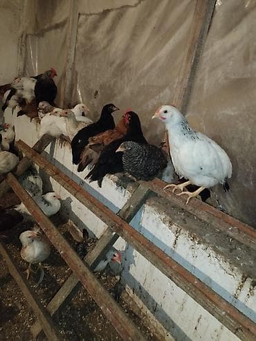 xoruz doyusleri: Dənəsi 10 AZN - Məhsul: Yumurta və ət istiqamətli qarışıq cins — 2