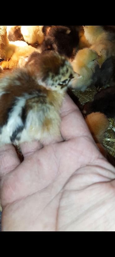 Toyuq cücələri, Ətlik, Ünvandan götürmə