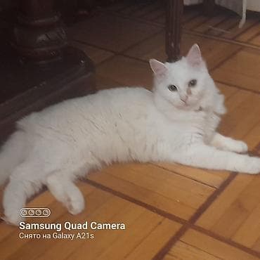 it oyuncaqlari: Tam ağ tüklü ev pişiyi - Rəng: qar kimi ağ, uzun və yumşaq tüklər - — 7