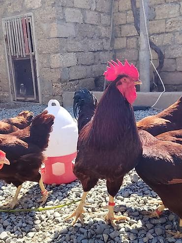 qax heyvan bazar: Salam. Red island mayali yumurtaları. Sifariş qəbul olunur. Ünvan Binə — 7