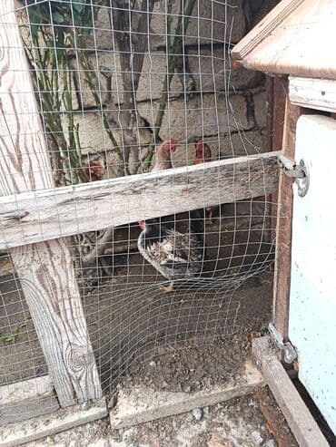 heyratı fere: Toyuq, Yumurtalıq — 2