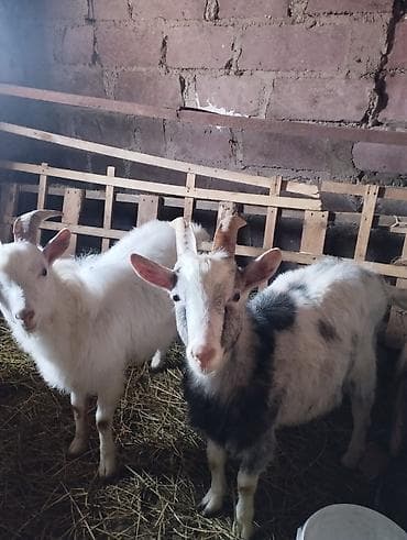 K/t heyvanları üçün mallar: Erkək, Zanen, il: 8, 25 kq, Damazlıq, Ödənişli çatdırılma — 1