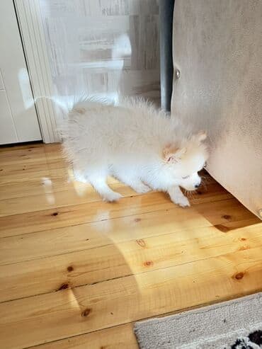 Lüğətlər: Şpitz, 3 ay, Erkek — 4