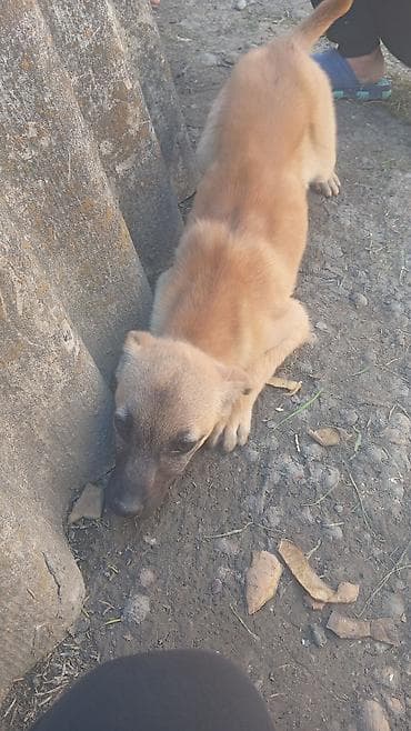 toyuq mehsullari topdan satis: 3 ay, Peyvəndli — 4