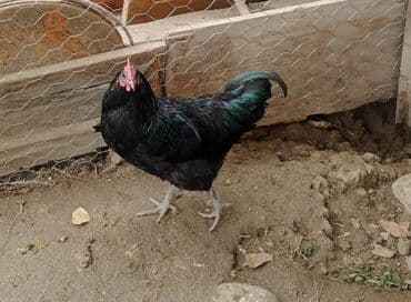 Akvariumlar: Təcili satılır: Ataks cinsi xoruzlar - Çəki: 1.8–2 kq - Say: 80 ədəd — 2