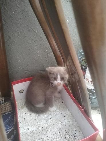 Salam şinşila pisiy 3 ayliqdi qum terbiyesi var boz ag rengli — 2