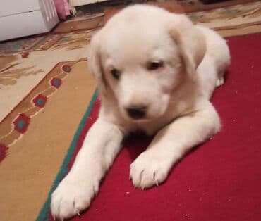 объявление о продаже собаки: 28 gunluk volkadaf satilir tecili erkekdi pul lazimdi ona gore satiram — 3