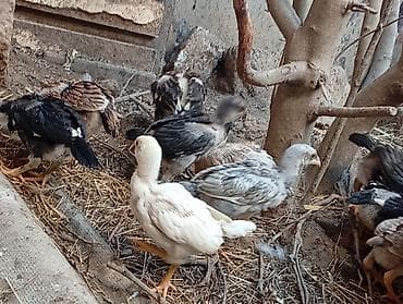 ari ailesi satisi: Toyuq, Damazlıq, Ünvandan götürmə — 3