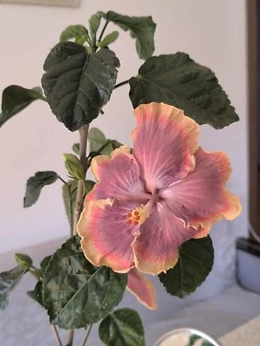 ezvay bitkisi: Nadir rəng keçidinə malik hibiskus (Çin qızılgülü) – iri, büzməli — 1