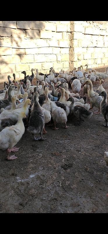 Linda kuban qaz balası satılır ünvan Maştağadadi 1 aylıq qiymət 15 lalafo.az -da Linda kuban qaz balası satılır ünvan Maştağadadi 1 aylıq qiymət 15