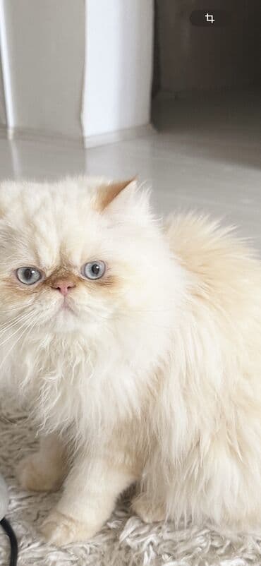 pişik balası: Fars, Erkək, Cütləşmə üçün — 4