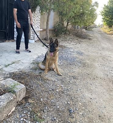 Orta ölçülü, tan və qara rəngli xəzə malik Alman çoban iti. Bu cinsin