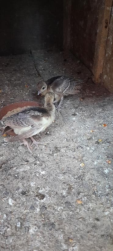 qaz bala: Tovuzqusu balasi 2 denedi bos bekar adamlar narahat etmesin — 2