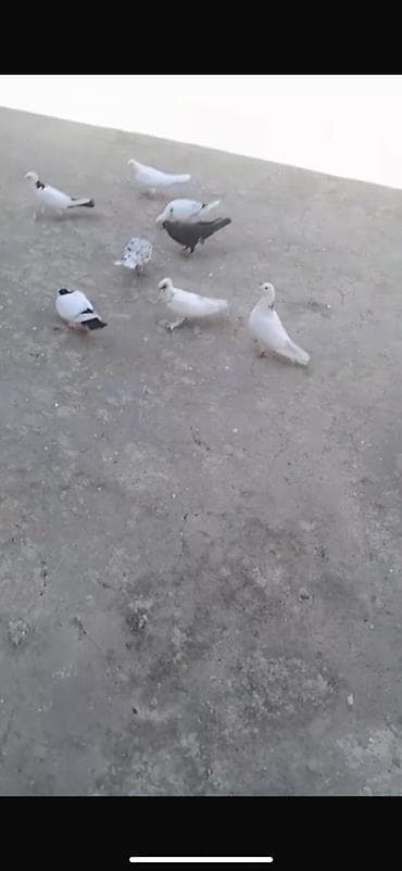 goyercin bazari: Salam qərdeşlər ) qərdeşlər opişi 8 Heyvan dı qara boynu gülülər Öz — 1