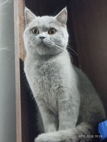 pişik balasi: Britan — 4