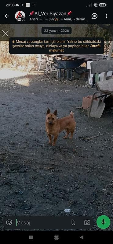 bala atlar: Zvanok küçük dik Qulaq orginal parodiya Balaca ölçülü, qısa tüklü it - — 4