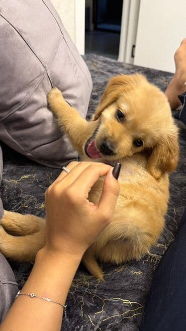 labrador retriever: Retriever, Dişi — 6