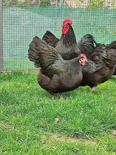 toyuqların satışı: Toyuq, Australorp, Damazlıq — 2