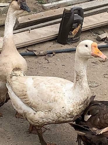 tovuz quwu: Dişi, Yumurtalıq, Ünvandan götürmə — 1