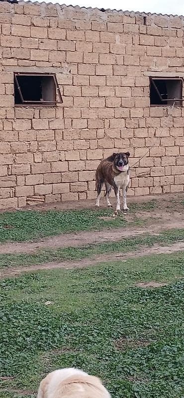 Quşlar: Qurdbasar, 1 il, Erkek, Peyvəndli — 4