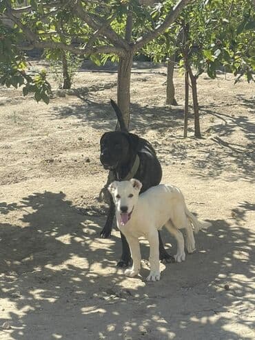 сколько стоит щенок акита ину: Алабай, 5 месяцев, Самка, С прививками, Самовывоз, Платная доставка — 4