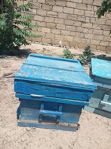 🐝 20 ədəd arı yeşiyi satılır! İşlək vəziyyətdədir, möhkəm və lalafo.az -da 🐝 20 ədəd arı yeşiyi satılır! İşlək vəziyyətdədir, möhkəm və