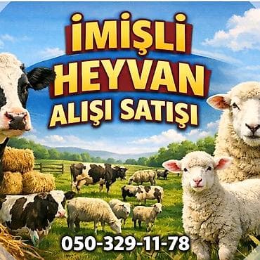 İmişli bölgəsində heyvan alışı-satışı xidməti. - Növlər: iri buynuzlu